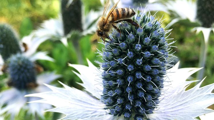 Bina samlar pollen om hösten