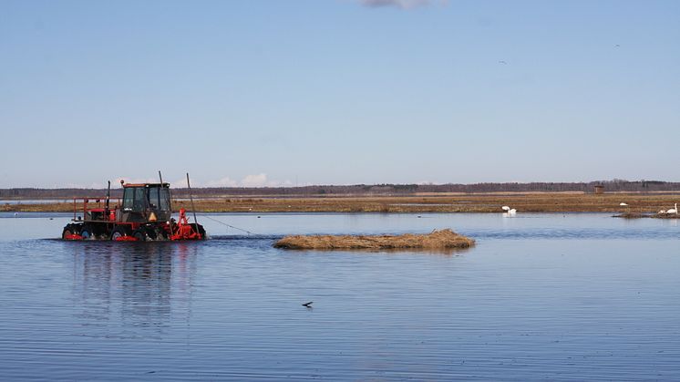 Skövdeforskare utvärderar restaureringen av Hornborgasjön