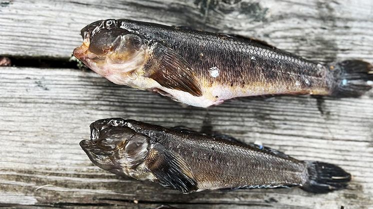 Svartmunnad smörbult. Foto: Joakim Hållén/IVL