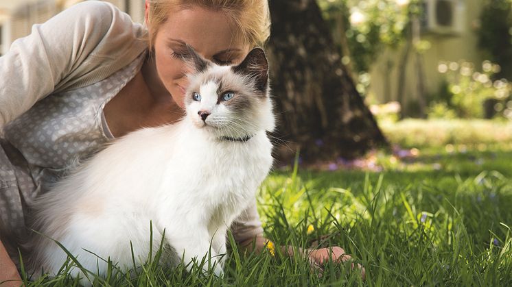 08. August ist internationaler Tag der Katze