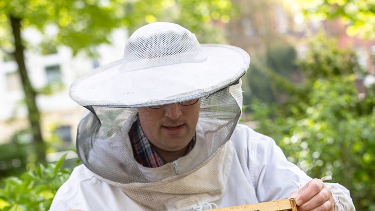 Imker Dennis Volland siedelt Bienenvolk um