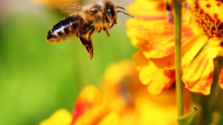 Vid Umeå universitet uppmärksammas krisläget med uppstart av ny forskning kring insekter i Norrland . Foto: Mostphotos