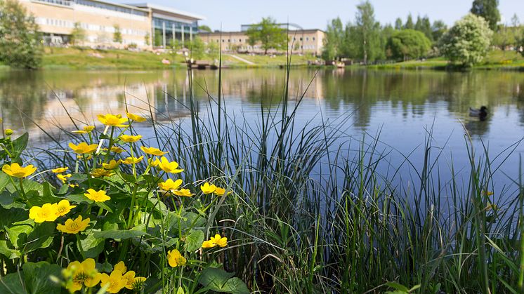 Umeå universitet har en stor bredd av forskning och expertis.