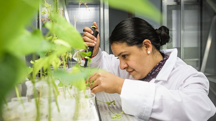 Daniela Parker, doktorand inom elektroniska växter,  Laboratoriet för organisk elektronik