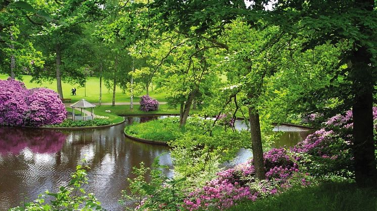 Blommande rhododendron i Brunnsparken i juni