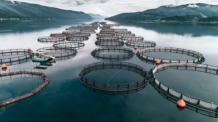 Kiwa og Aquastructures koordinerer sine tjenestetilbud mot oppdrettsnæringen og den tilhørende leverandørindustrien. (Foto: iStock)