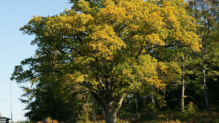Välkommen till invigning av Uddevallas symbolträd