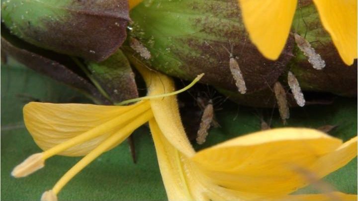 Mygghonor (Anopheles) på sockerjakt i nektarier på växten Barleria lupilina. Foto: Hien et al.
