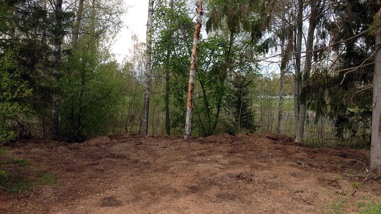 Fler brännässlor, sniglar och döda träd när trädgårdsavfall dumpas i skogen