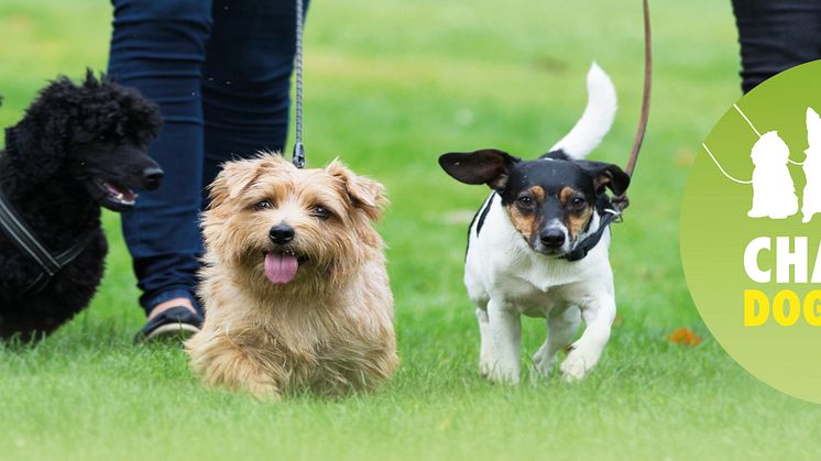 Malmö Charity Dog Walk - för djurfria forskningsmetoder!