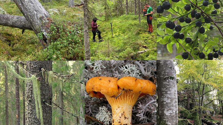 2023-04-19 Hybridseminarium: Mätning av skogens biologiska mångfald – varför, hur och vad händer?