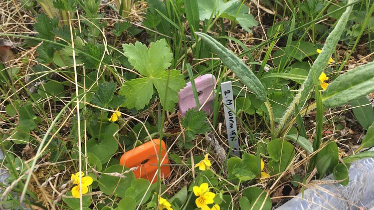 Mesokosm med hed-tundravegetation i den experimentella trädgården på Abisko forskningsstation, CIRC. Foto: Gesche Blume-Werry