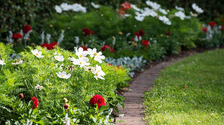 16 000 sommarblommor planterade i Furuvik