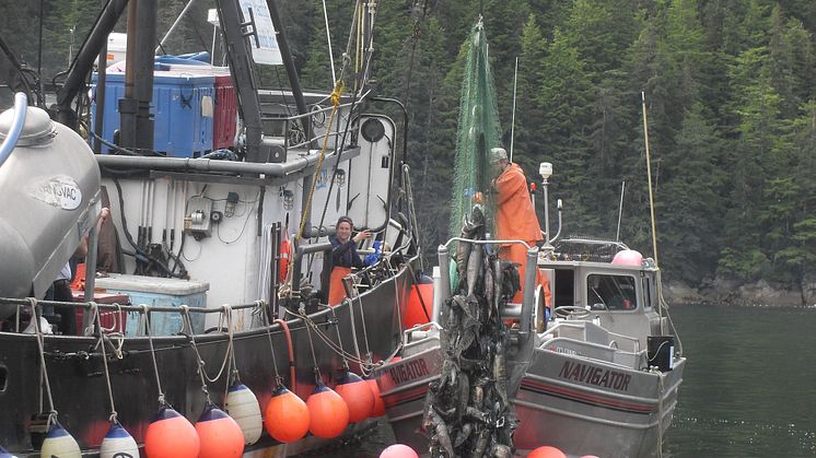 RS17825_Navigator Hauling in their Catch (Alaska salmon)