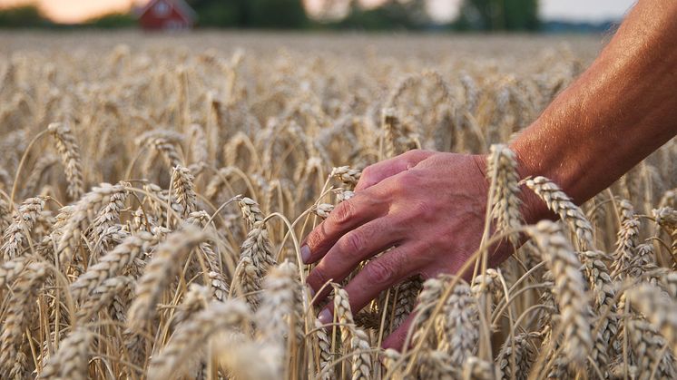 ABSOLUT Vodka wheatfield