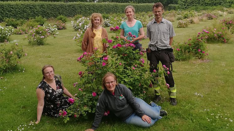 Foto: Personalen i Pom (Programmet för odlad mångfald) vid rosen 'Great Western' som ingår i sortimentet Grönt kulturarv®. Sittande från vänster Alva Lindvall och Karin Persson, stående från vänster Helena Persson, Linnea Oskarsson och Erik de Vahl. 