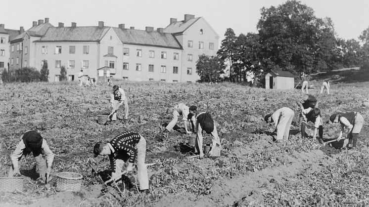Potatisupptagning i Kristinebergsparken, Stockholm, tidigt 1900-tal. Arkivbild Svenska Dagbladet, fotograf okänd. /Stockholmskällan
