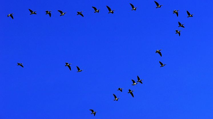 Genrebild flyttfåglar, Pixabay