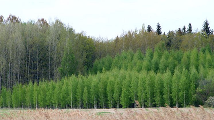 Skogsbruk och det nya ramverket för utveckling. Foto: fotoakuten.se