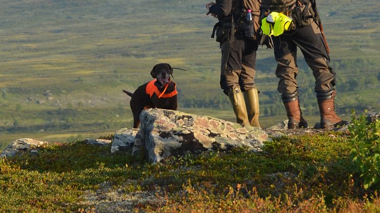 Fjälljakt - Förtur för svenska jägare?