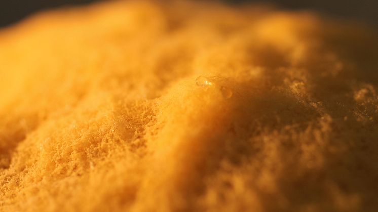 Researchers at Uppsala University have sequenced (or charted) two selfish genes in the fungus Neurospora intermedia that cause fungal spores to kill their siblings. Credit: Raquel Pereira 