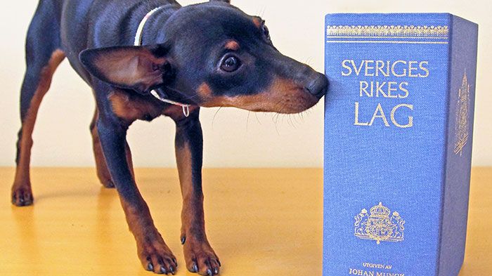 Statskontorets rapport Hund under kontroll granskar myndighetsarbetet med attackerande hundar.