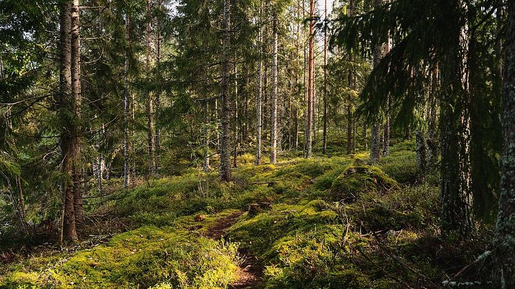 EU.s taxonomi innebär ökad byråkrati för skogsägare och bioenergi. Foto: Pixabay