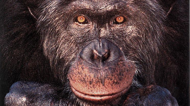 Schimpansen Santinos tavla såld på auktion i London