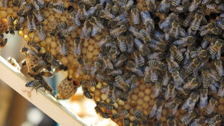 Camfil_Bienen mit Waben