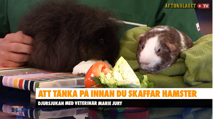 Djursjukan med veterinär Marie Jury från Väsby Djursjukhus