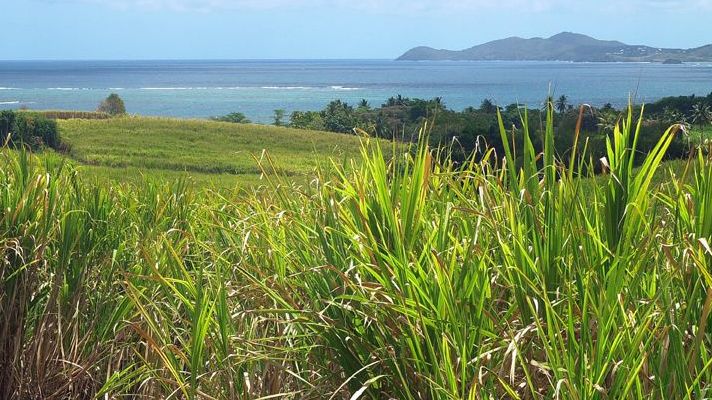 saint-james-sugarcane-bred