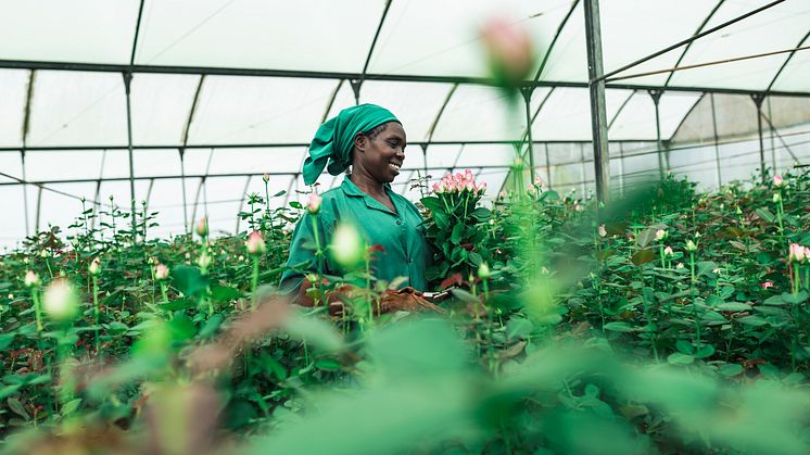 Nu kan svenskarna skicka blombud med Fairtrade-märkta rosor. Grace Mwangi arbetar på en Fairtrade-certifierad plantage i Kenya. Foto: Christoph Köstlin