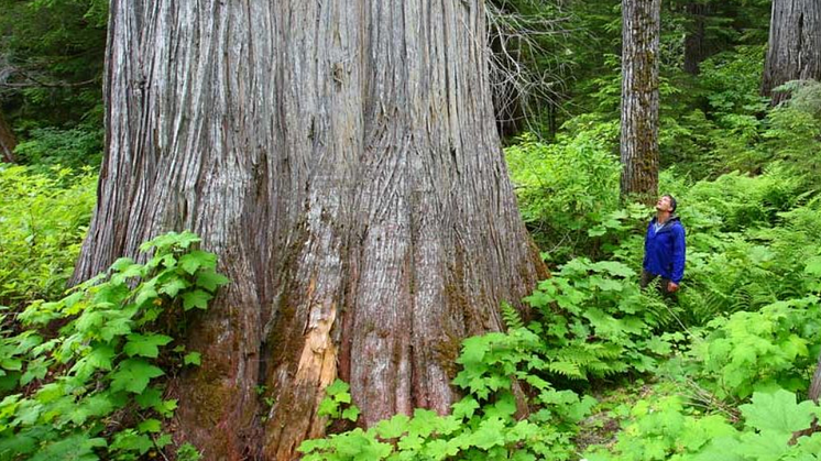 De fleste af de gigantiske træer, som er op til 70 meter i højden og adskillige meter i diameter, er blevet fældet til tømmer i British Columbia, Canada, og kun én procent står nu tilbage. Foto: Mongabay.org