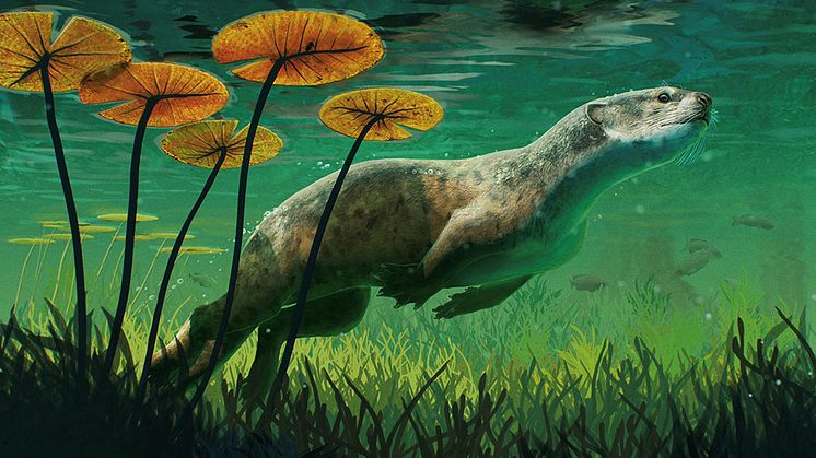 En rekonstruktion av Potamotherium, en forntida släkting till sälen, av Gabriel Ugueto.