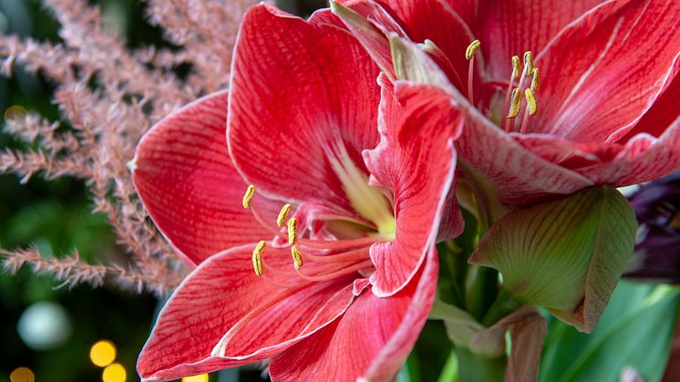 Amaryllisens dag firas den 19 november och är en perfekt dag att köpa hem eller ge bort en amaryllis i kruka.