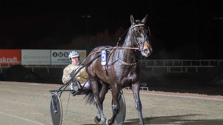 Run Brodde Run jagar en V75–seger tillsammans med Ola Karlssons förstekusk Jörgen Sjunnesson. Foto: Mikael Rosenquist/MiRo Media