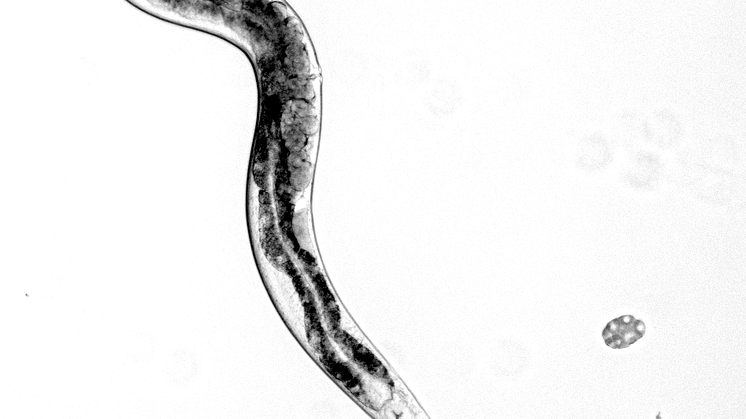 Rundmasken C. elegans används ofta som modellorganism i forskning. Foto: Benjamin Holmgren