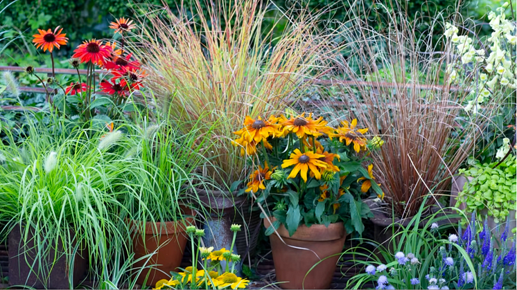 På hösten är det vackert med en kombination av rudbeckior, solhattar och olika sorters prydnadsgräs. Foto: Annika Christensen