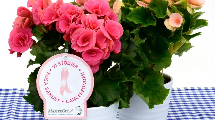 Dagens Rosa Produkt 16 oktober - en storblommig Begonia från Mäster Grön