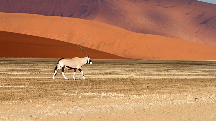 ​Snart tar KLM deg med til afrikanske Windhoek