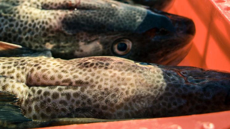 Fortsatt förbud av torskfiske i Östersjön