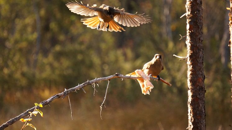 Lavskrikan häckar i skogar i norra Sverige ner till nordligaste Värmland, mellersta Dalarna och nordvästra Gästrikland. (Foto: Julian Klein/SLU)