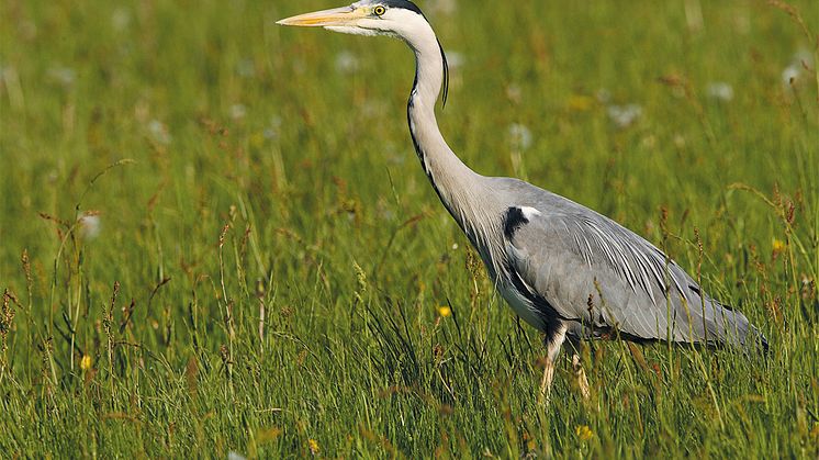 Der Graureiher ist ein stattlicher Großvogel, den man in den Augebieten kaum übersehen kann.