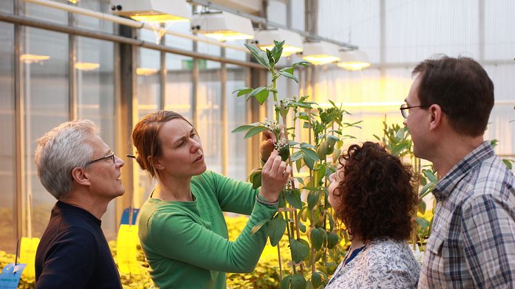 SLU-forskaren Åsa Grimberg (andra fr v) synar en favabönplanta. Foto: Per Snell/SLU