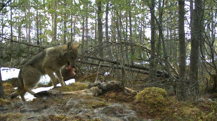 Varg vid kadaverrester. Foto: Skandulv/SLU