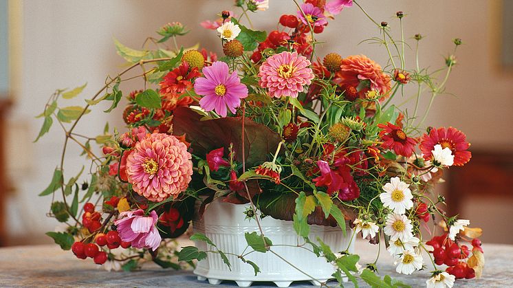 Dahlior och andra sensommarblomster