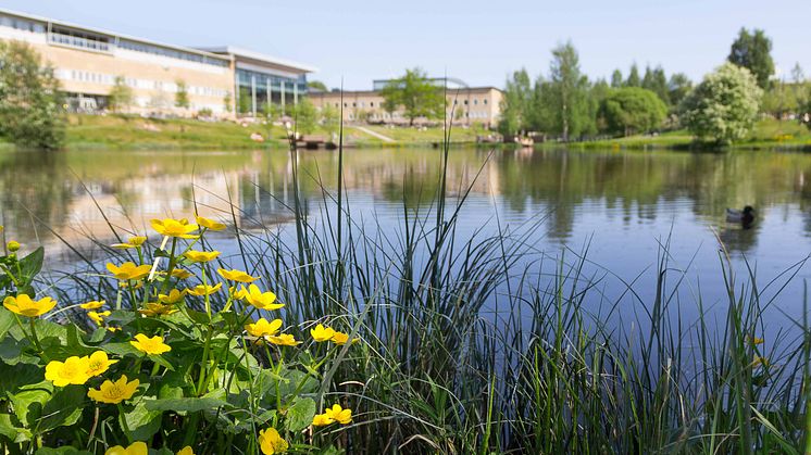 Campusdammen vid Umeå universitet