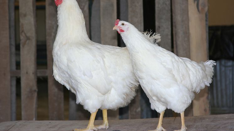 The White Plymouth Rock chicken was an important contributor to today’s meat chickens (broilers). Christa F. Honaker 