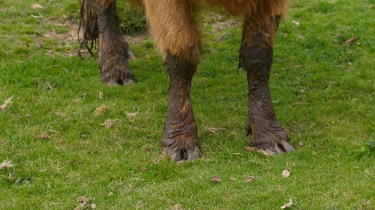 Korna och kalvarna är en korsning mellan highland cattle och röd aberdeen.