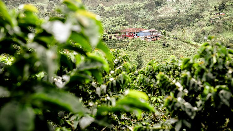 I Colombia har 61 kaffebønder jobbet tett med Nespresso for å skape den nøyaktige kvaliteten Nespresso var på jakt etter for å bringe deg denne kaffen. 